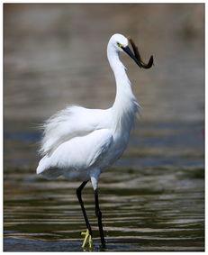 吃瓜白鹭,揭秘娱乐圈的“瓜田”趣事