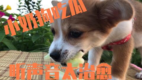 小狗吃小瓜,小瓜的甜蜜邂逅