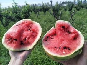 吃瓜群众营,揭秘吃瓜群众背后的狂欢世界