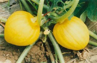 奶栗视频吃瓜,揭秘网红吃瓜背后的故事