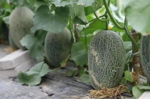 工业吃瓜,见证与反思