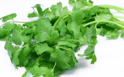 吃瓜博主香菜,吃瓜博主眼中的神秘调味佳品