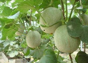 长痘可以吃哈密瓜吗,痘痘肌肤的友好水果吗？