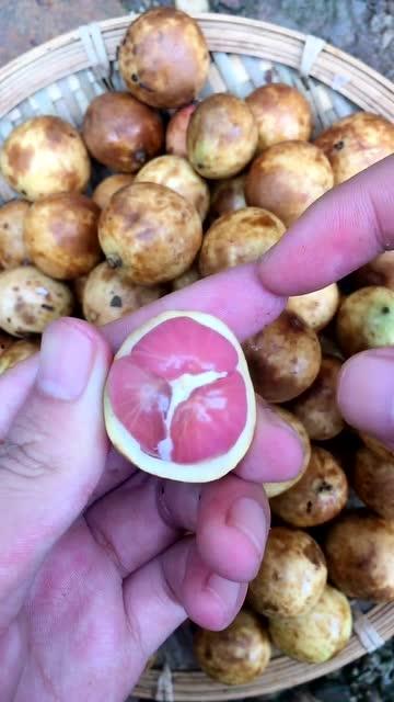 树杈丫吃瓜,揭秘瓜果世界的奇妙故事