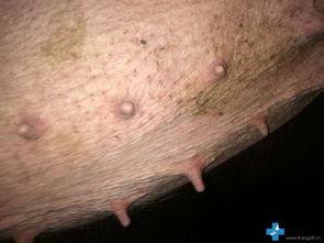 怀孕母猪吃角瓜,营养与健康的天然选择