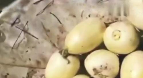 吃瓜吃到自家瓜,吃瓜吃到自家瓜的尴尬瞬间