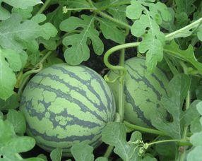 产妇可以吃京瓜