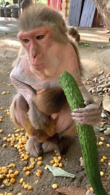 猴子玩吃瓜的视频,趣味横生的自然喜剧