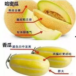 邵阳人吃大瓜,大瓜美食之旅