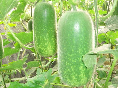 吃瓜的albert,跟随Albert探寻娱乐现象背后的真相