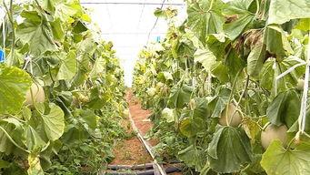 网纹瓜吃几个月,共度美好几个月