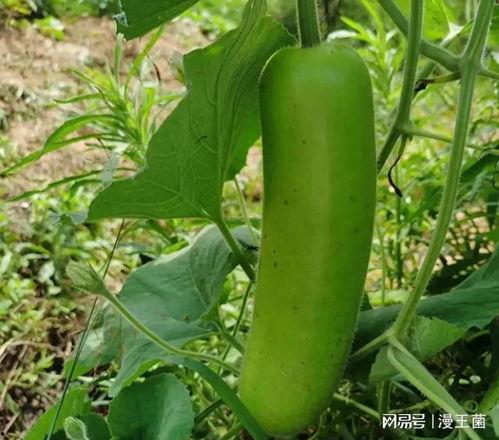 宝宝吃瓠子瓜,瓠子瓜的营养与美味探索