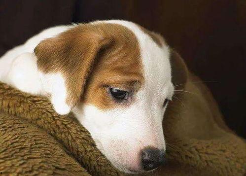 狗吃角瓜心,揭秘宠物美食新宠