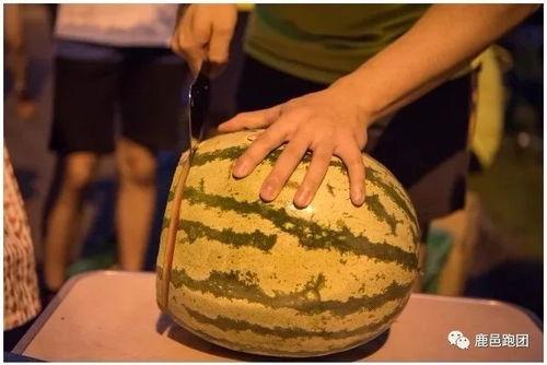 吃瓜大赛水鸟,水鸟视角下的趣味盛宴