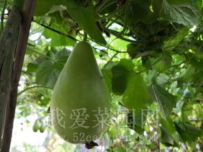 某大学天台吃瓜,揭秘校园里的神秘吃瓜事件