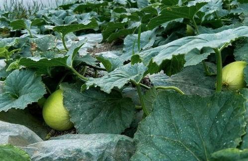 银川地产圈吃瓜,揭秘吃瓜群众的视角